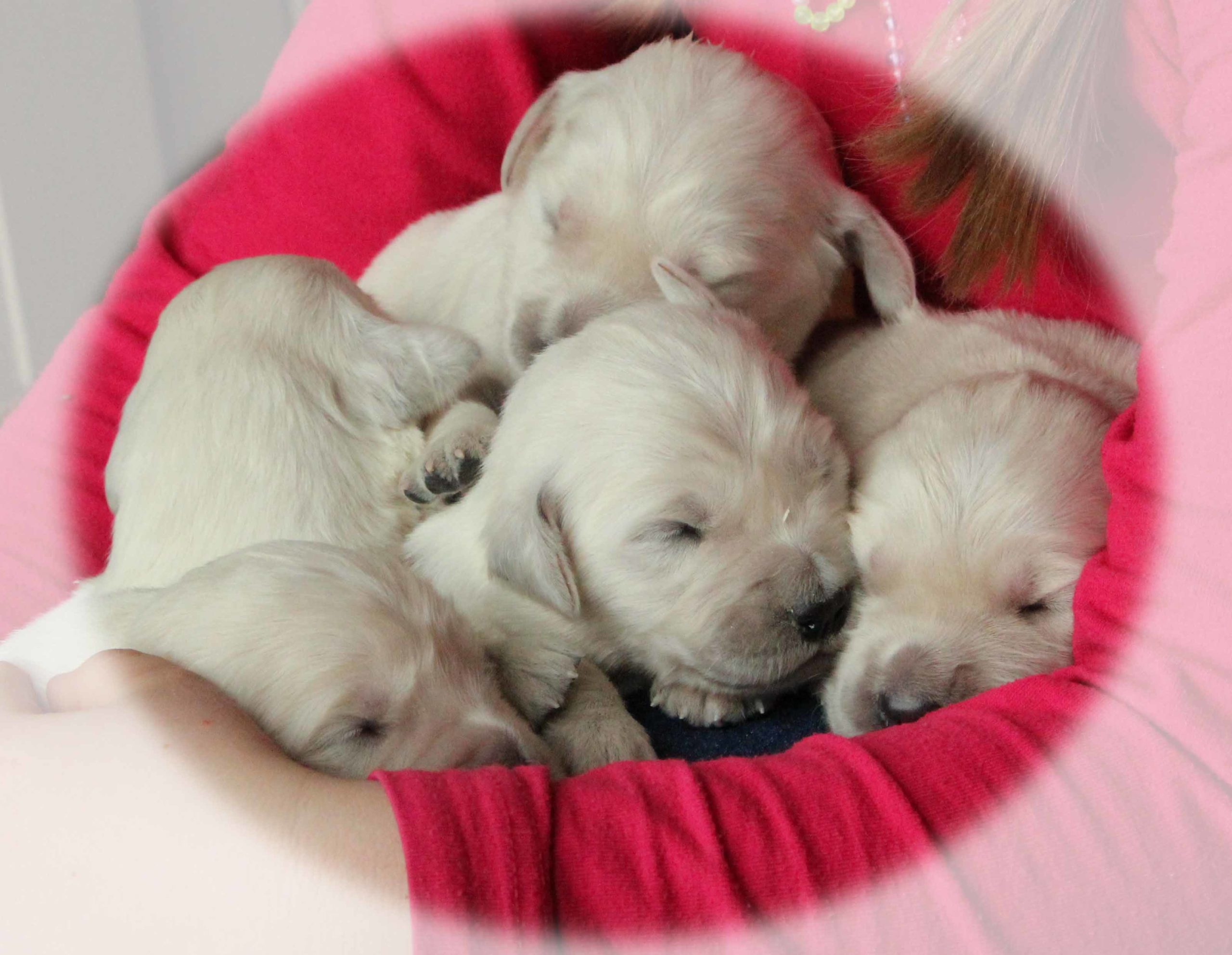 lapful of gorgeous akc english cream golden retriever puppies for ...