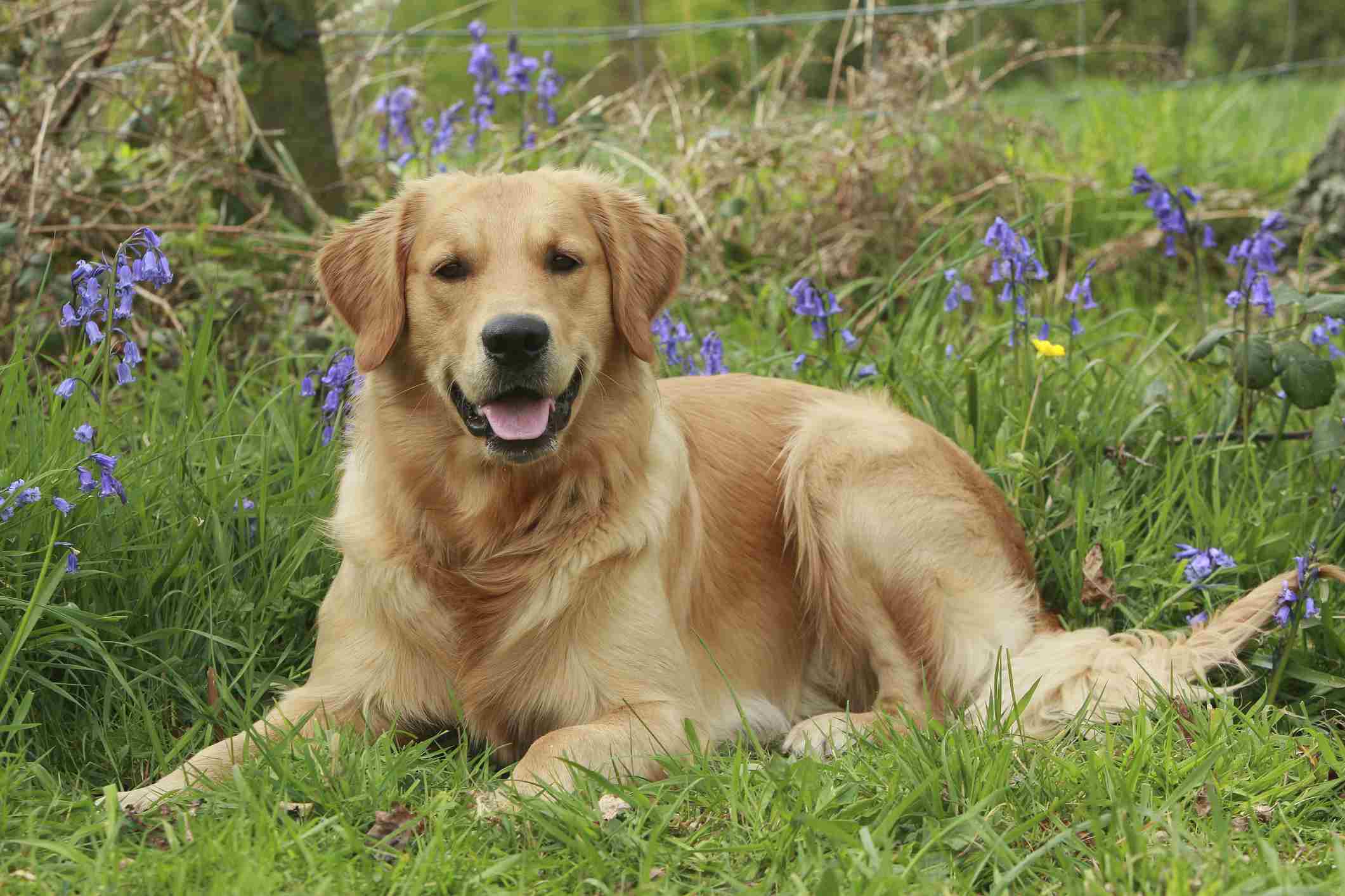 Learn About the 6 Different Types of Retrievers