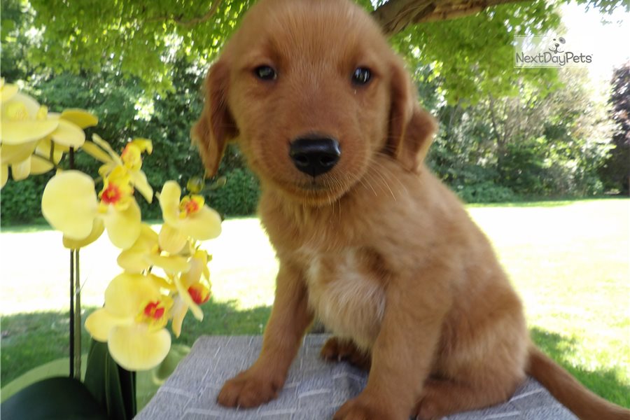 Leeo: Golden Retriever puppy for sale near Charlottesville ...