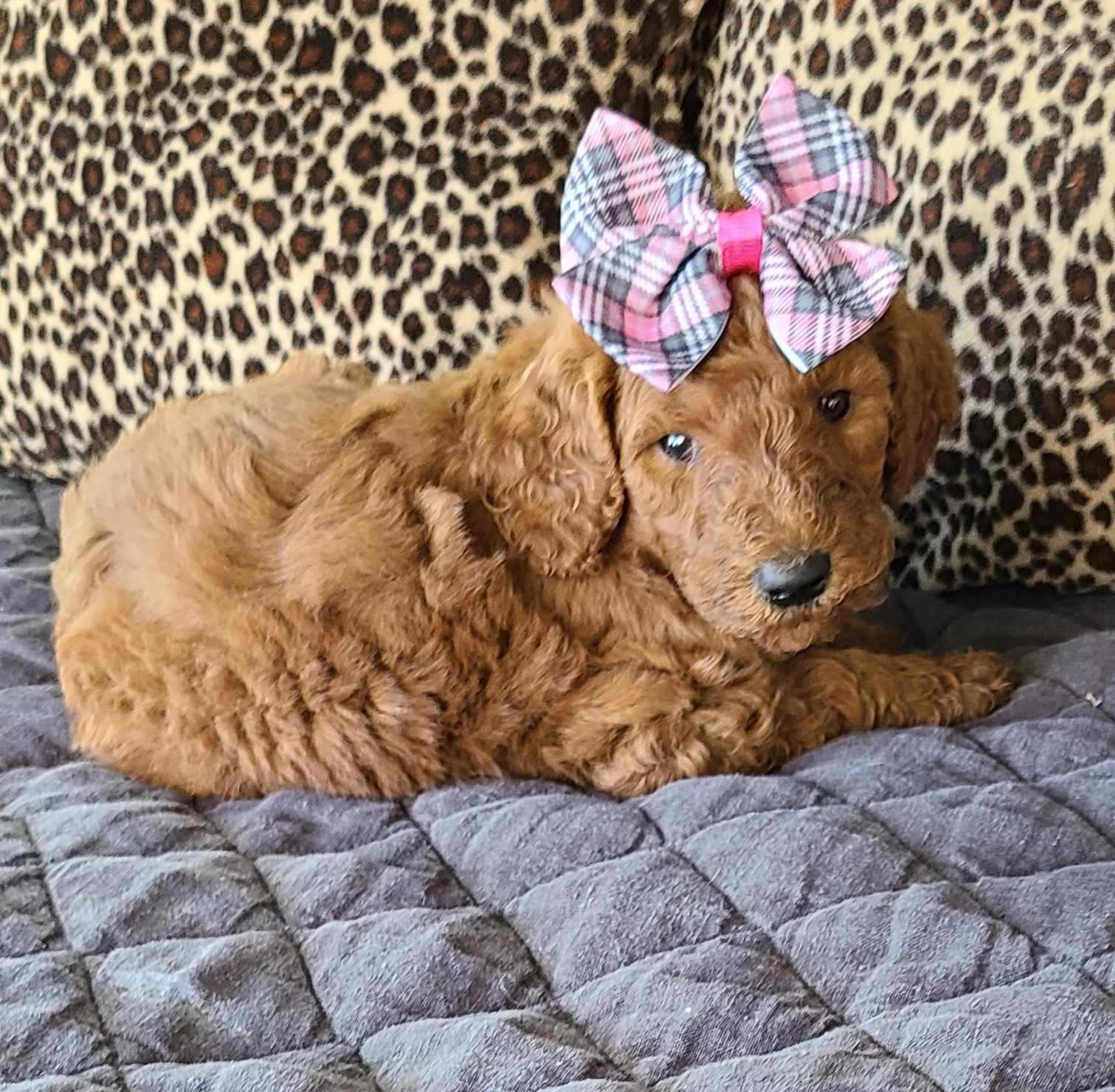 Lillian is a Goldendoodle and Golden Retriever puppy for sale in Denton, TX