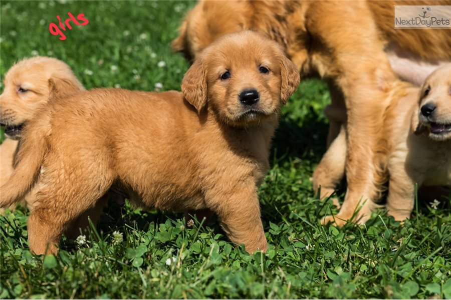 Litter Girls: Golden Retriever puppy for sale near Youngstown, Ohio ...