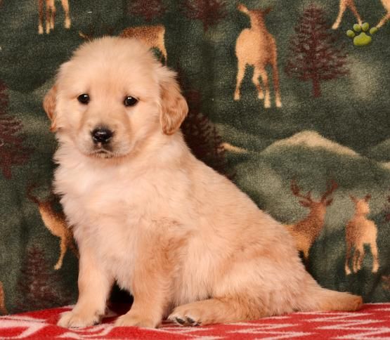 Litter of 4 Golden Retriever puppies for sale in SAN ...