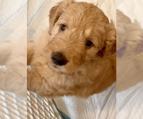 Litter of 6 Goldendoodle puppies for Sale in SAINT ...