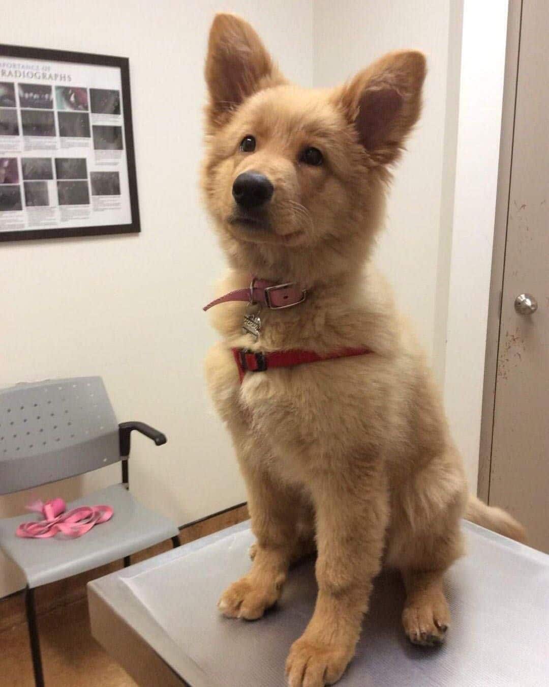 Look at this Golden Retriever and German Shepard mix ?????