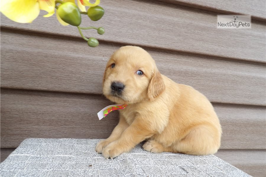 Lori: Golden Retriever puppy for sale near Grand Rapids ...