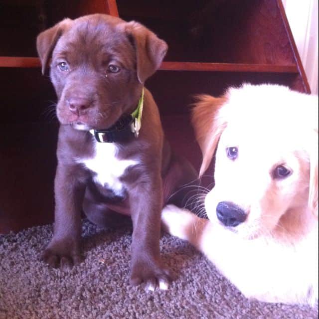 Love. Chocolate lab &  golden retriever pups.