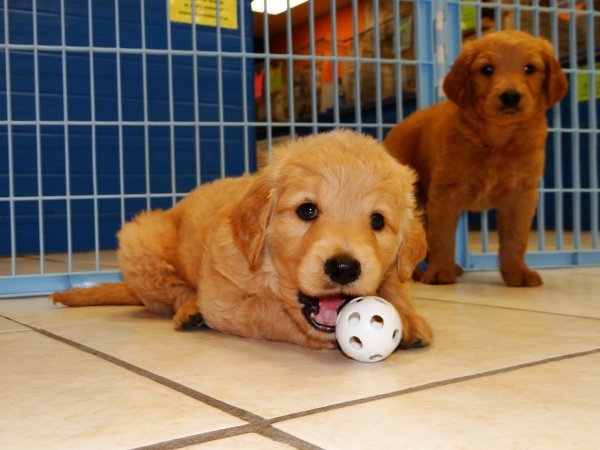 Loving Golden Retriever Puppies For Sale in Georgia at ...