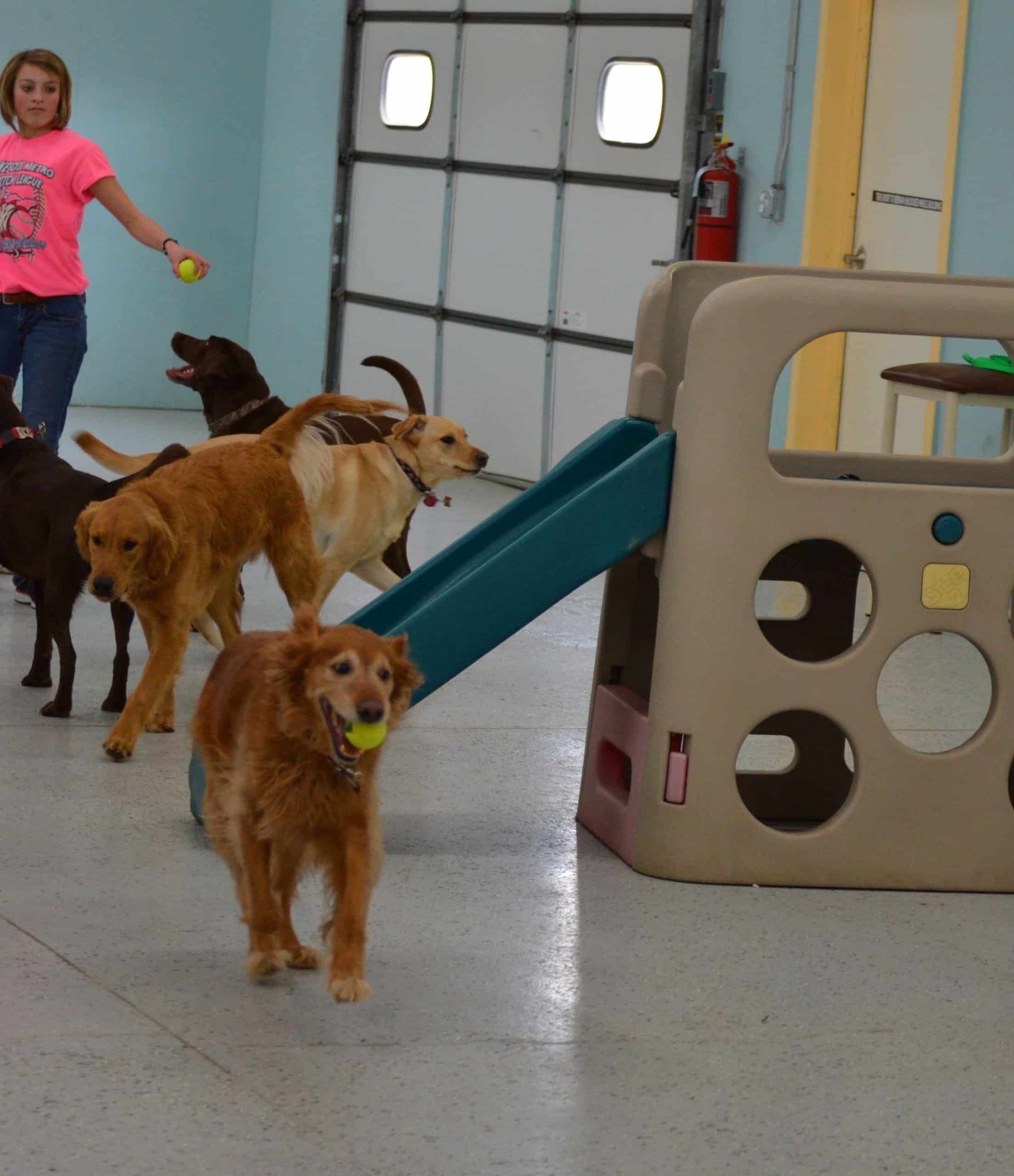 Lucky Pets Hosts Golden Retriever Adoption Event on April 30th