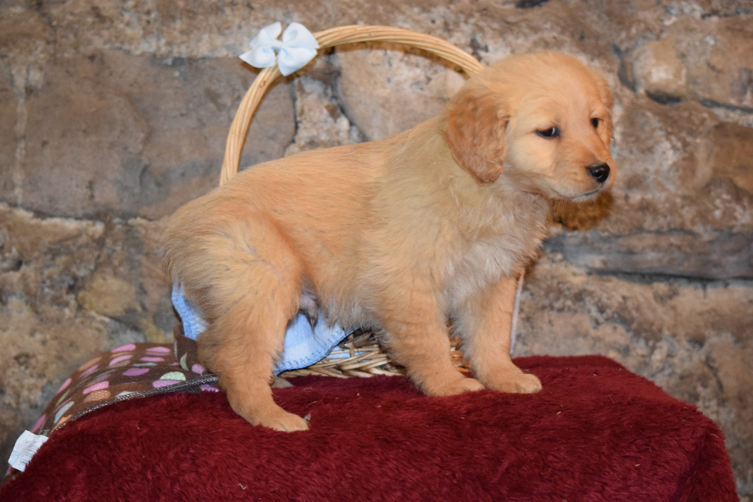 Luke Male AKC Registered Golden Retriever Puppy For Sale ...