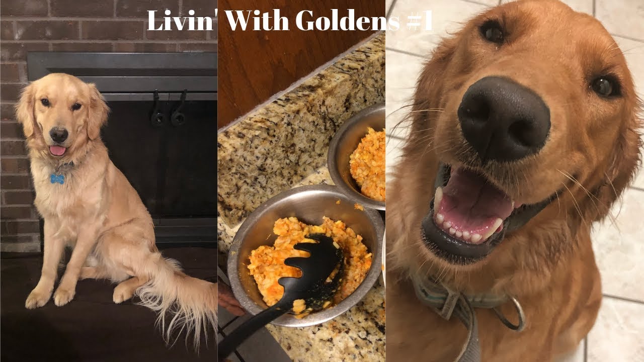 Making Homemade Dog Meal For My Golden Retrievers!