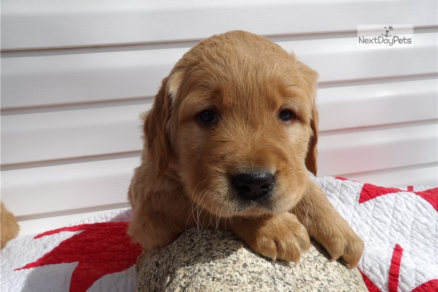 Maximo: Golden Retriever puppy for sale near Lansing ...