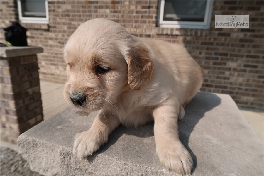 Maxwell: Golden Retriever puppy for sale near Ann Arbor ...