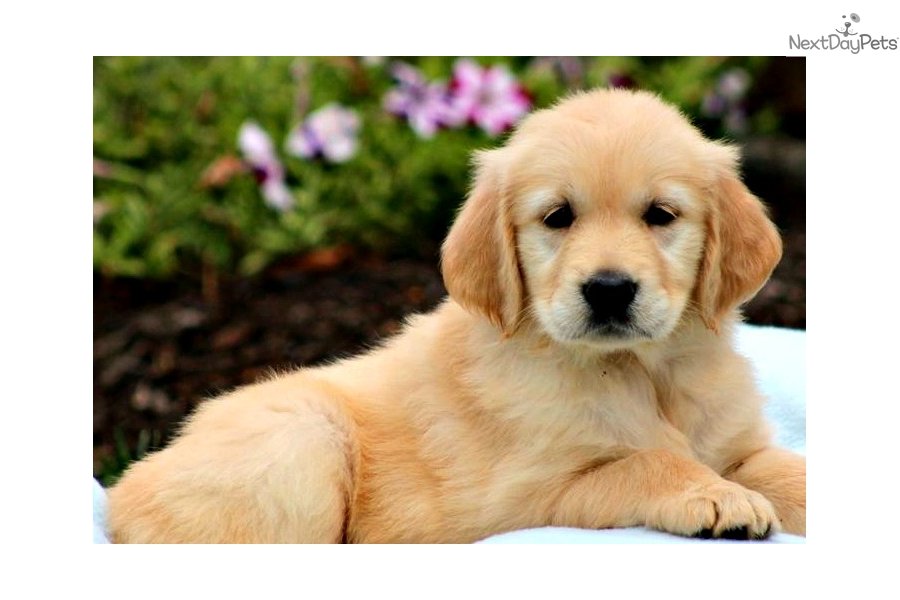Maxwell: Golden Retriever puppy for sale near Pittsburgh, Pennsylvania ...