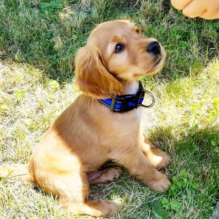 Meet Arlo our half Golden half Cocker pup