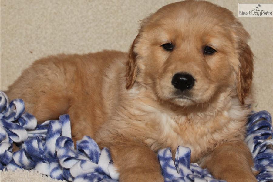 Meet Blue a cute Golden Retriever puppy for sale for $550. Blue Boy AKC