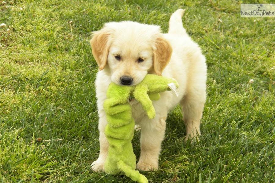 Meet Maggie a cute Golden Retriever puppy for sale for ...
