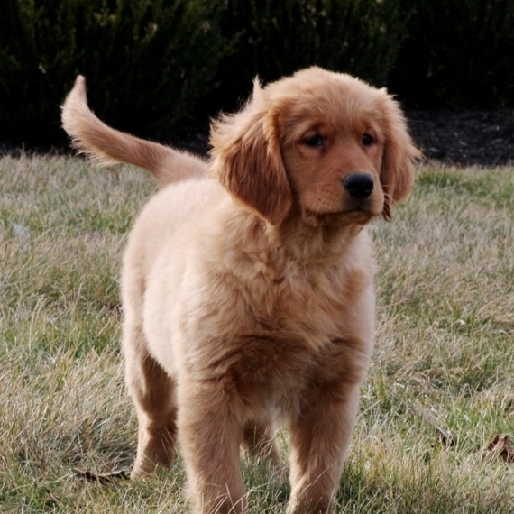 Miss Lucerne Golden Retriever Puppy 633697