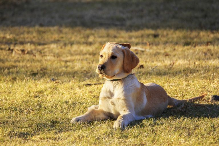 Most Common Health Problems in Golden Retrievers