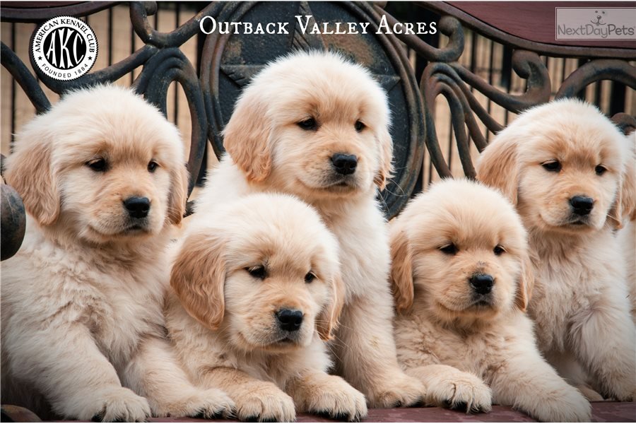 Murphy: Golden Retriever puppy for sale near Pittsburgh, Pennsylvania ...