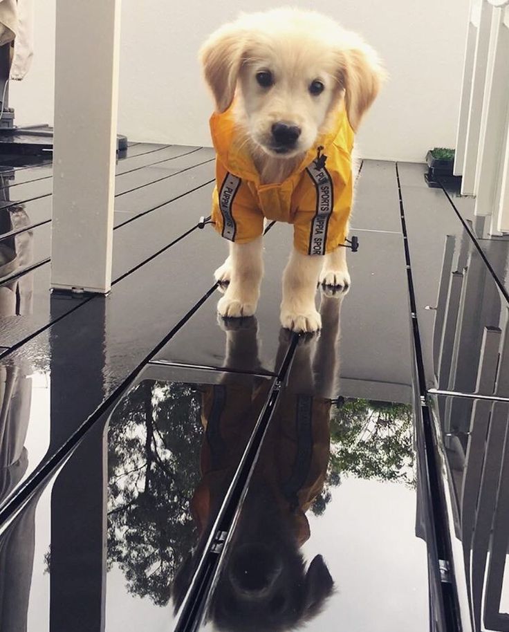 My golden retriever puppy Henry in a yellow raincoat ...