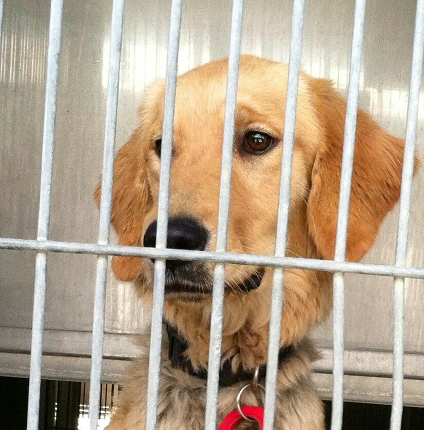 My Golden Retriever when we found her in a shelter. Poor girl.