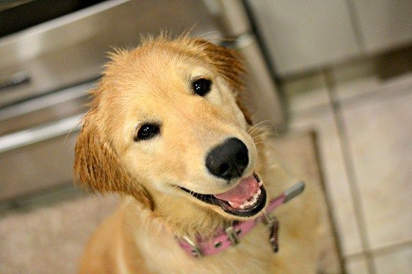 My Top 10 Tips for Raising a Golden Retriever Puppy