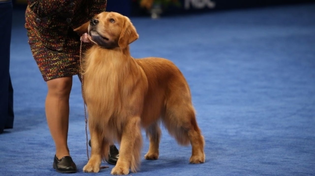 National Dog Show: Golden Retriever Jack Daniels Wins ...