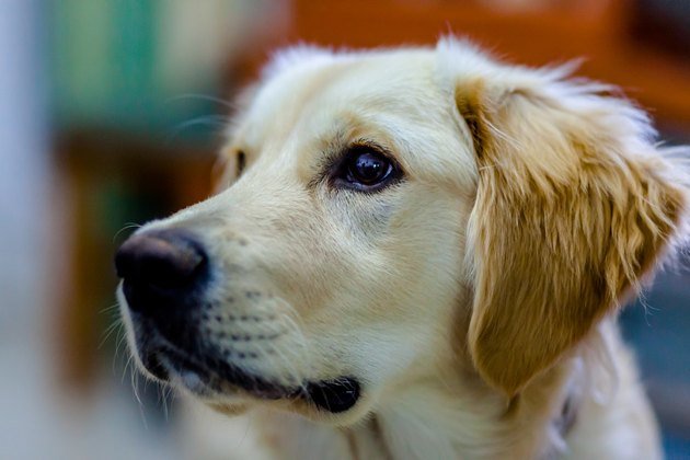 Natural Cures for Golden Retriever Ear Problems