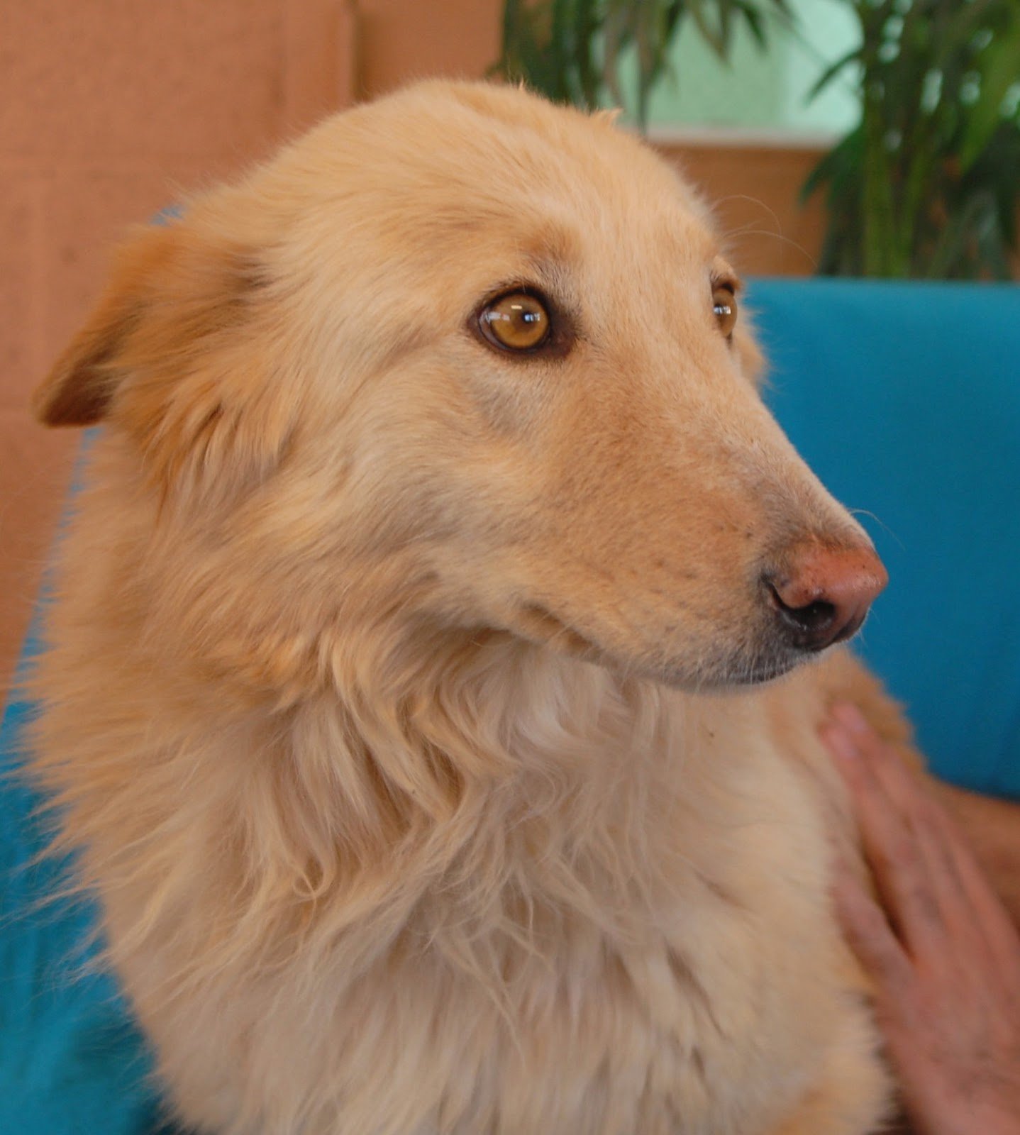 Nevada SPCA Animal Rescue: Gold Star, a Collie &  Golden ...