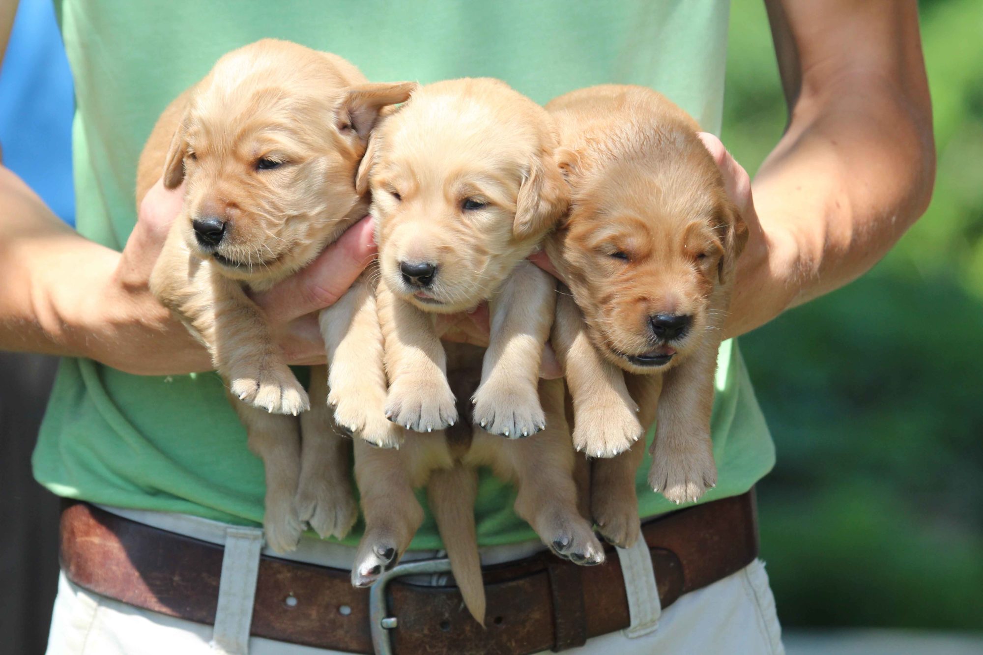 New England Dark Golden Retriever Puppies