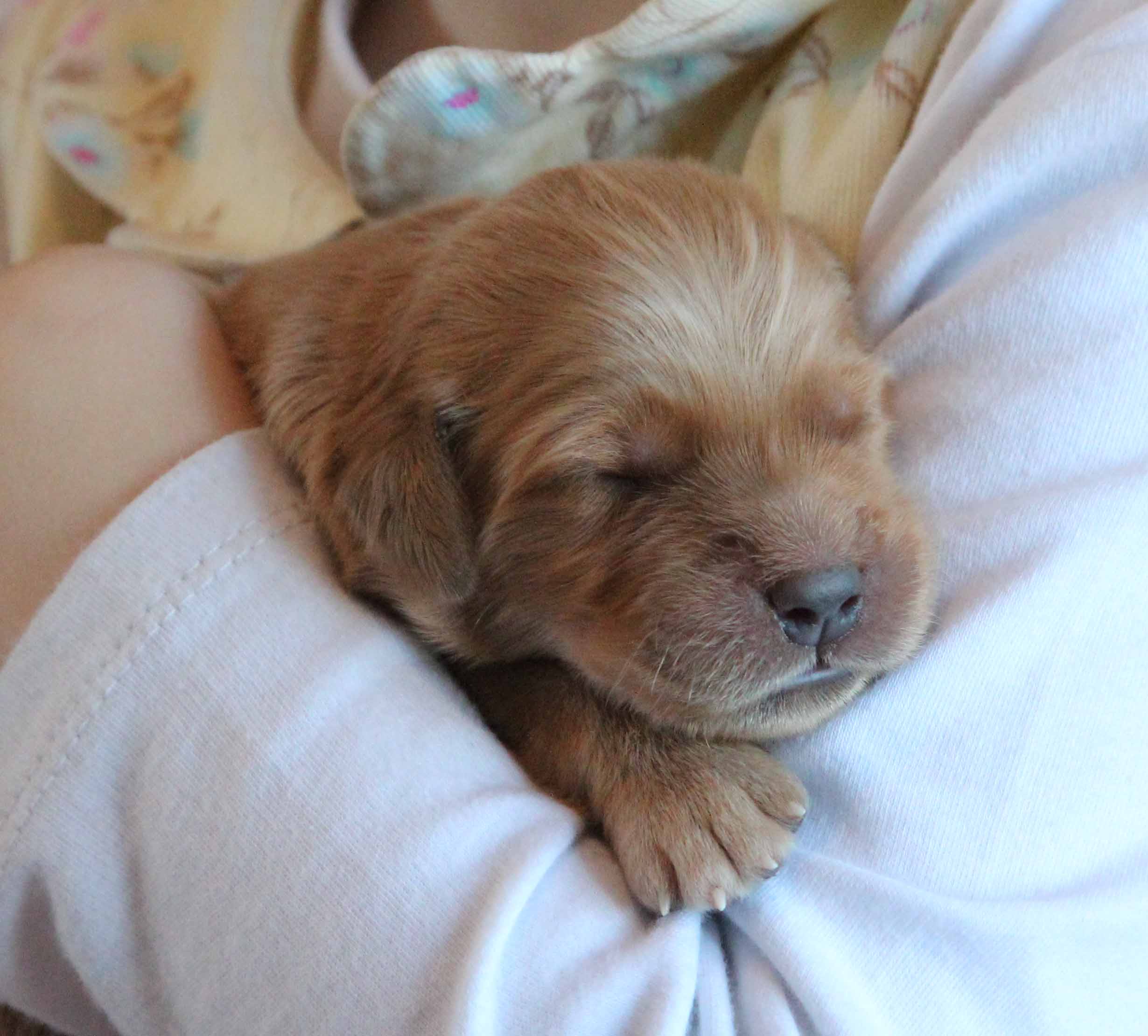 New Litter of Adorable AKC Golden Retriever puppies for sale in New ...