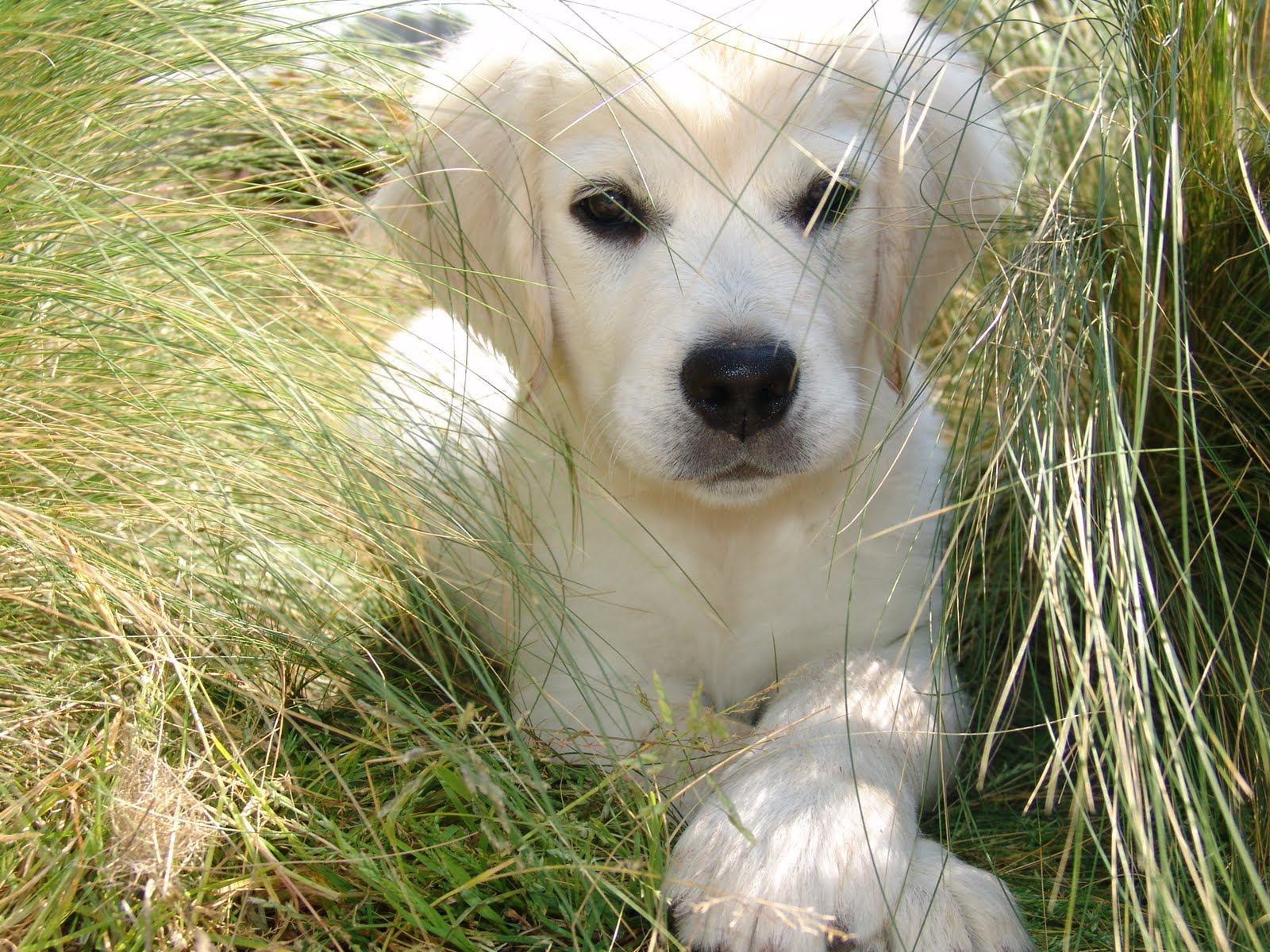 nicholberry goldens: Buying an English Golden Retriever Puppy in California