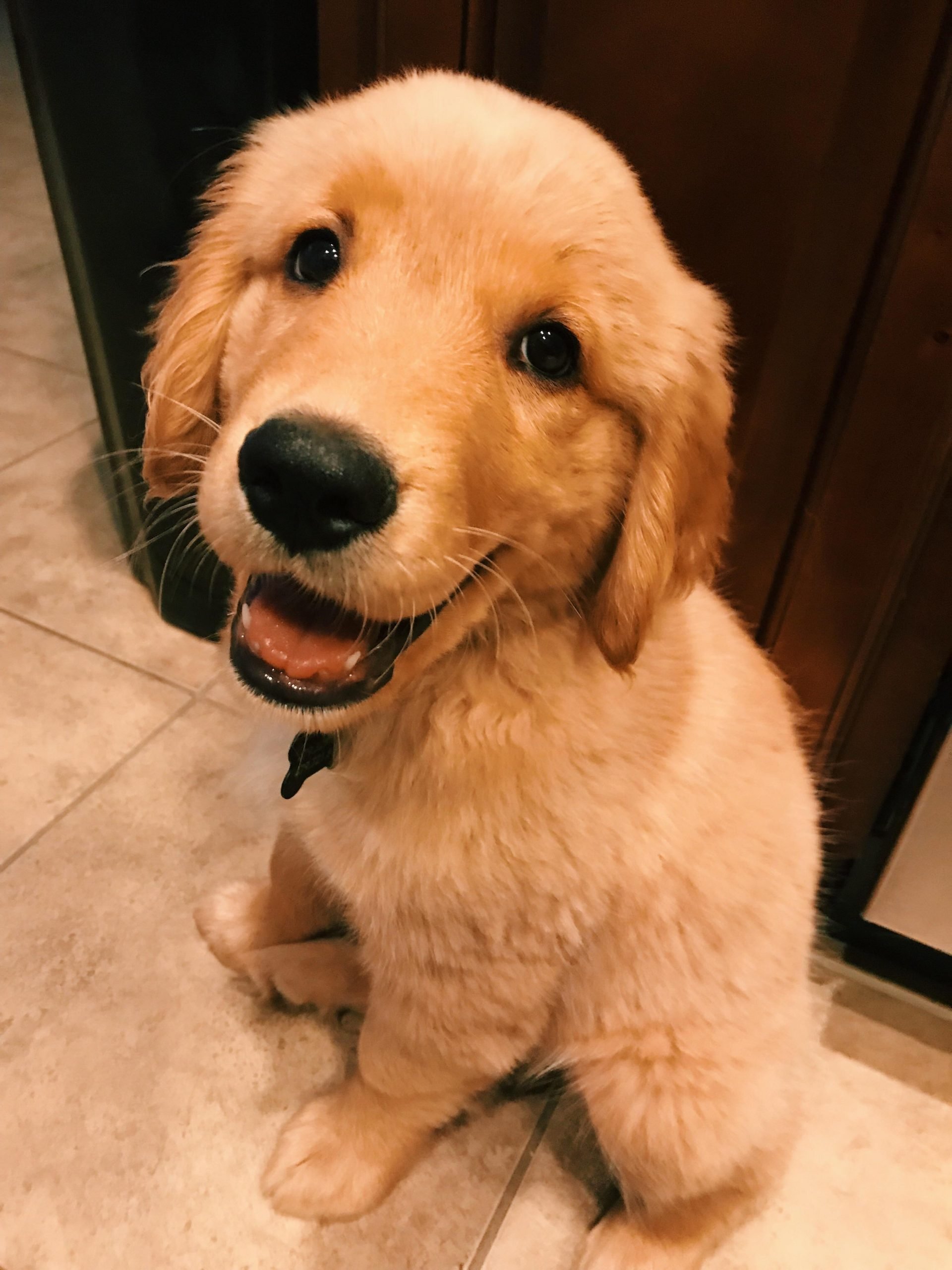 Nothing better than a smiling golden retriever puppy to ...