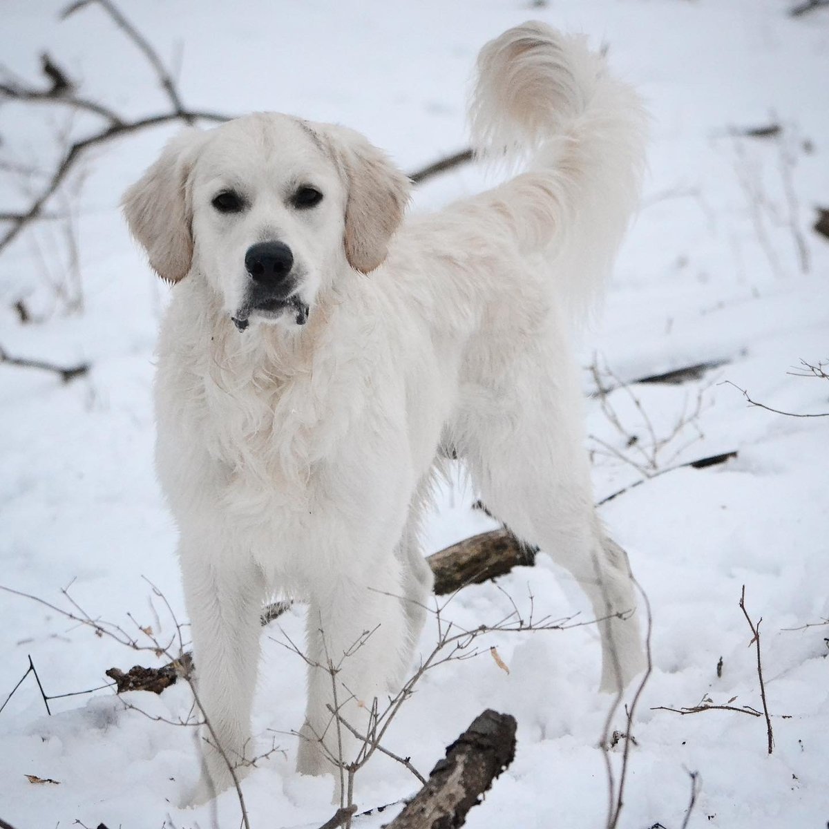 Ofa Tested English Cream Golden Retriever Stud Only in Ovid, Michigan ...
