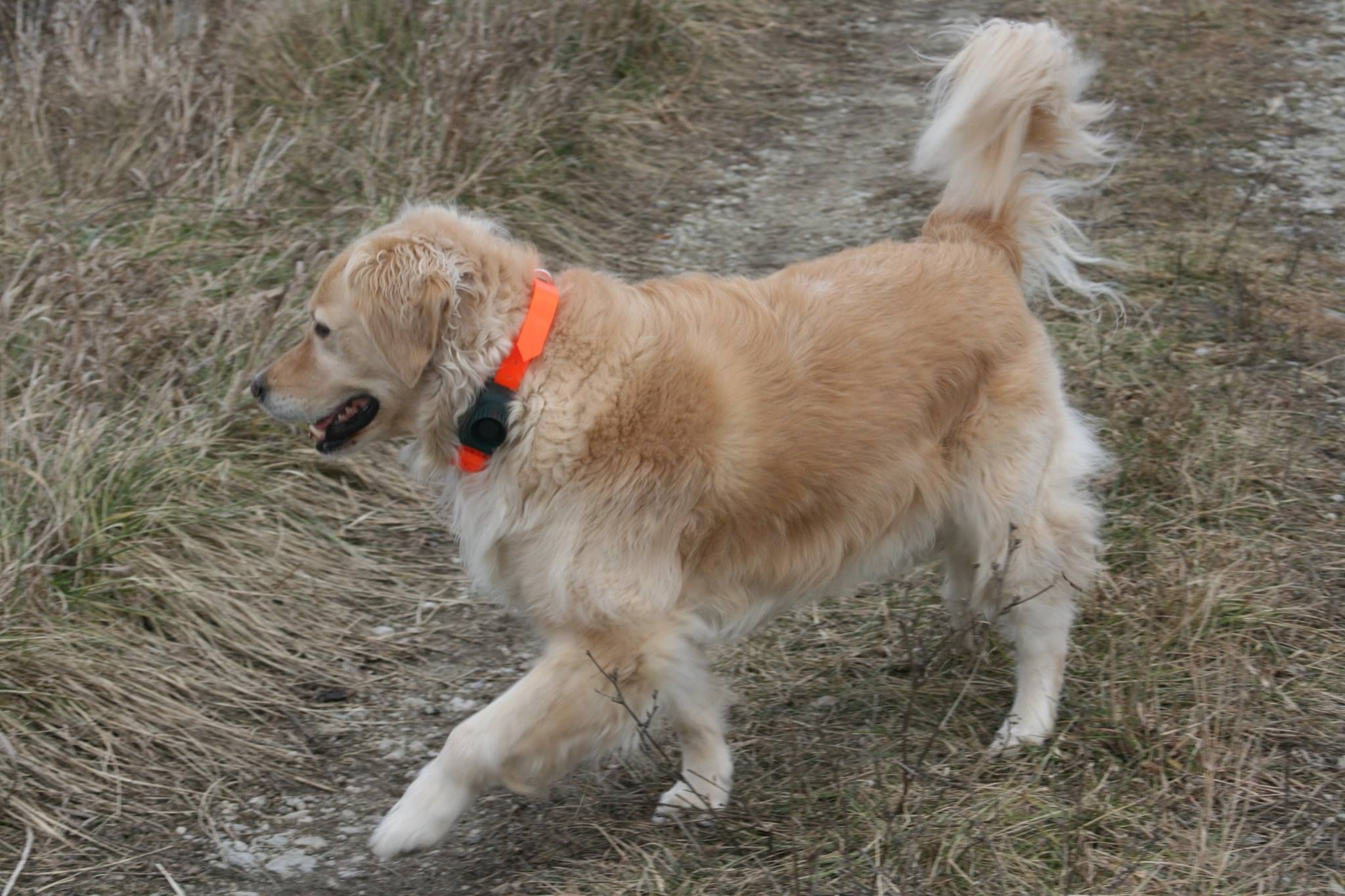 One of the most gorgeous golden retrievers wearing our ...