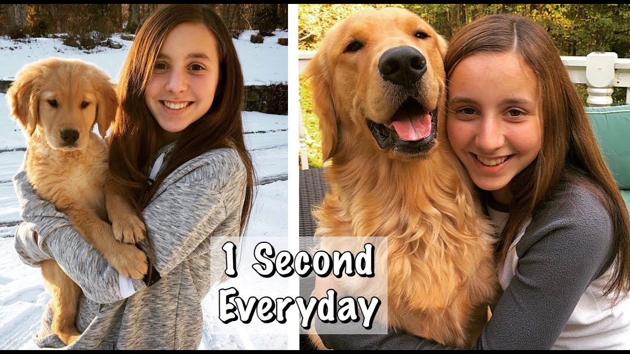 OUR PUPPY GROWING UP / Golden Retriever Puppy 8 Weeks to a ...