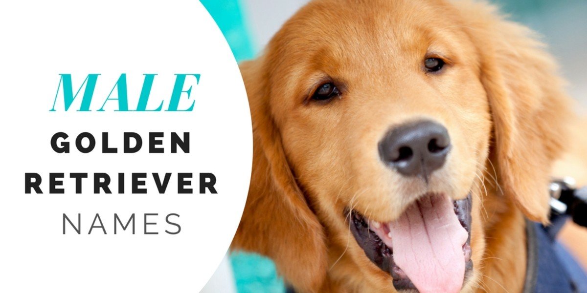 Over 180 Golden Retriever Names for Your Beloved Pup ...