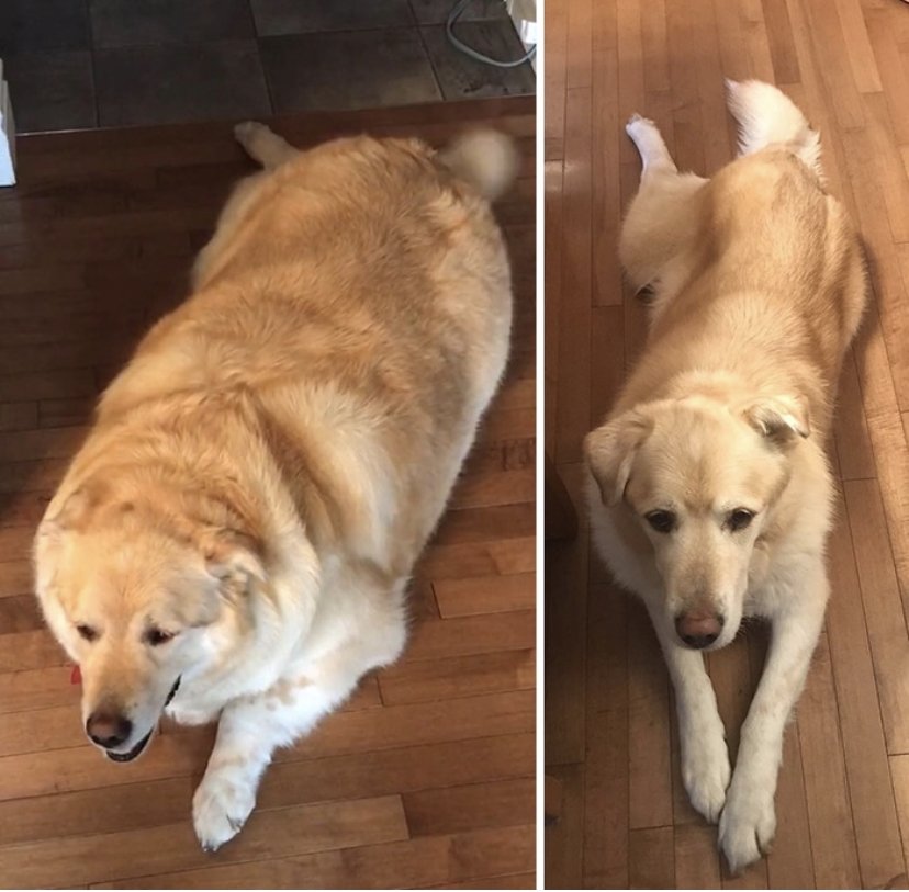 Overweight Golden Retriever Was Almost Put Down By Owner, Instead He ...