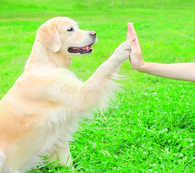 Owner is Training Golden Retriever Dog on the Grass in Park Stock Photo ...