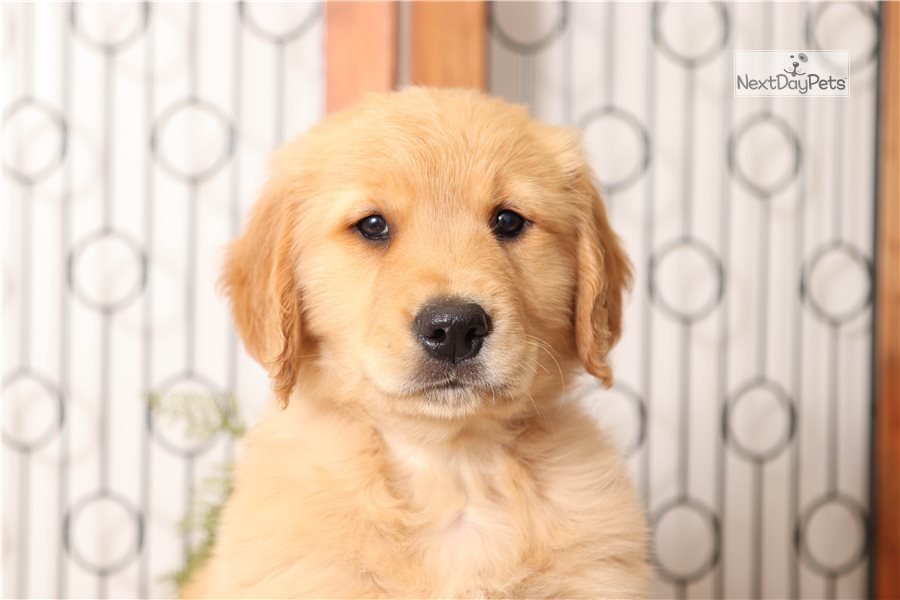 Pal: Golden Retriever puppy for sale near Ft Myers / SW ...