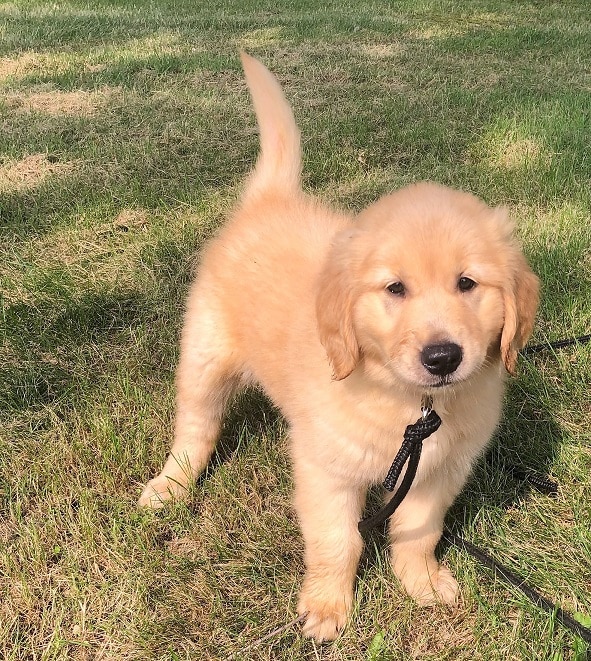 Penny: female Golden Retriever Puppy For Sale  Man