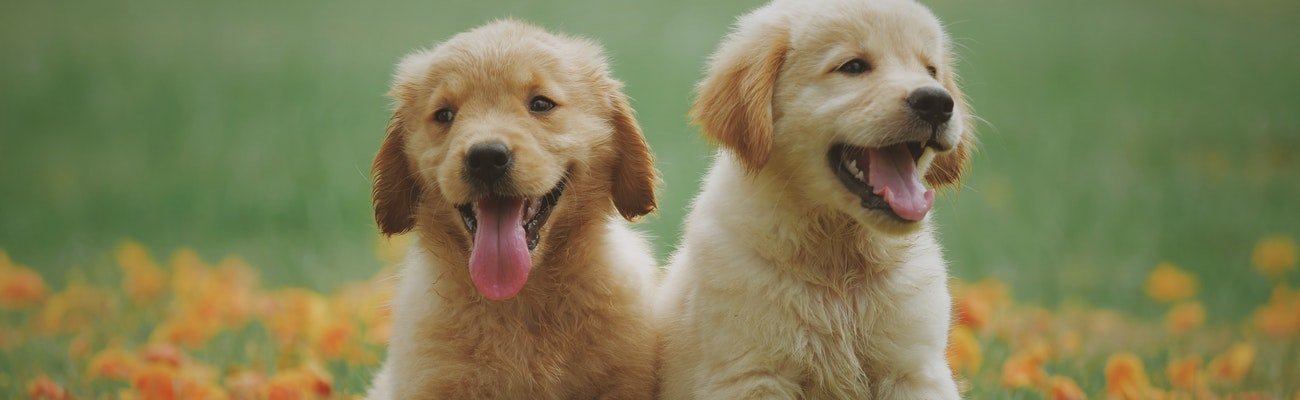 Pet Insurance for Golden Retrievers: Is It Worth It?