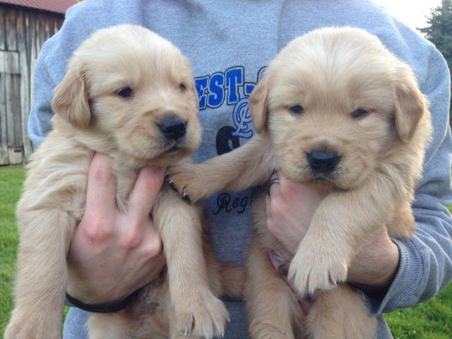 Petite Golden Retriever Puppies 4 weeks old for Sale in Frewsburg, New ...