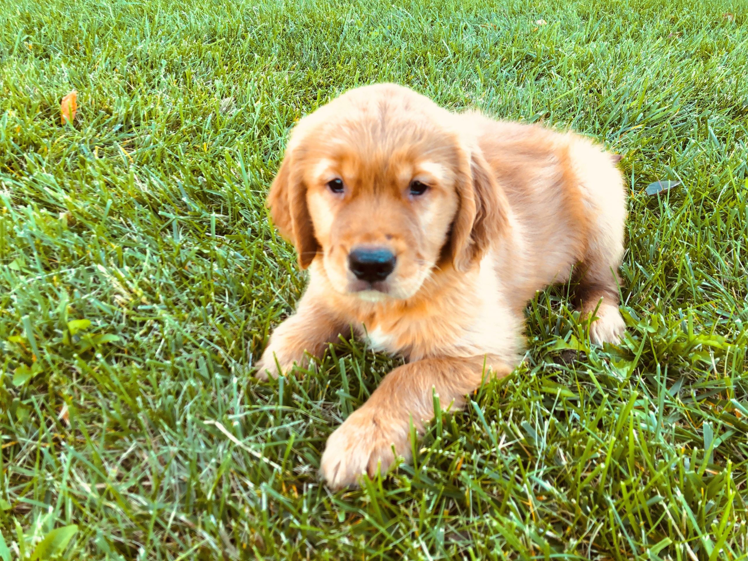 Petland Kansas City has Golden Retriever puppies for sale ...