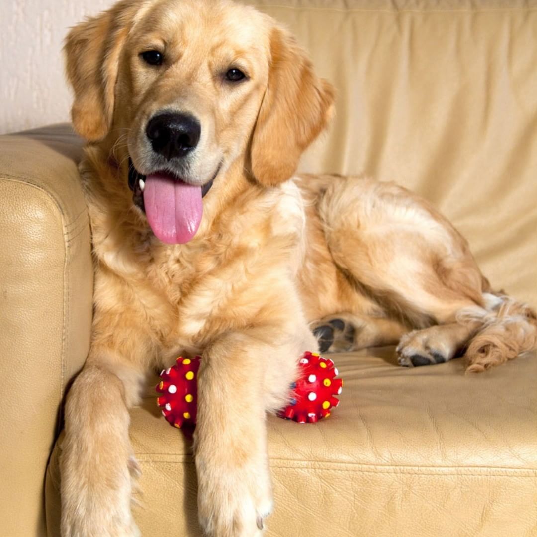 Picture of a Golden Retriever on a sofa. Posted by ...