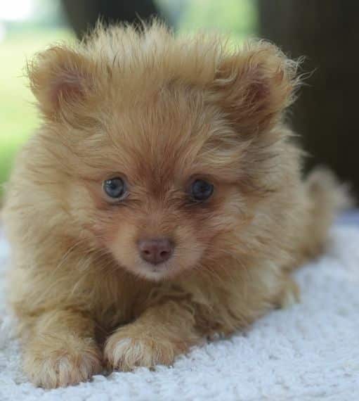 Pin by Pede Laurent on Pomeranians