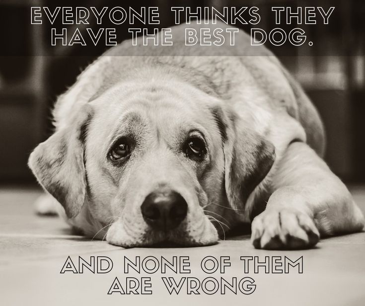 Pin on Dogs Quotes