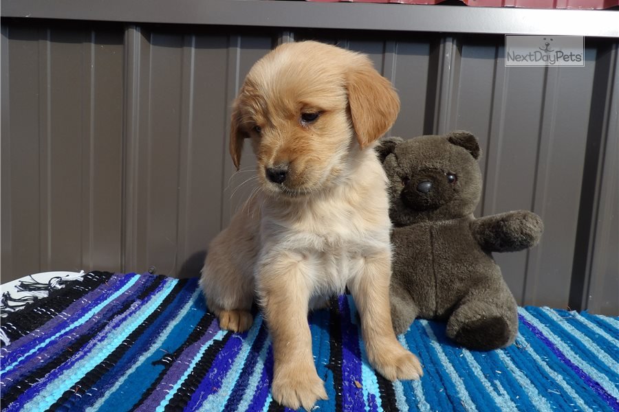Polly: English Golden Retriever puppy for sale near ...