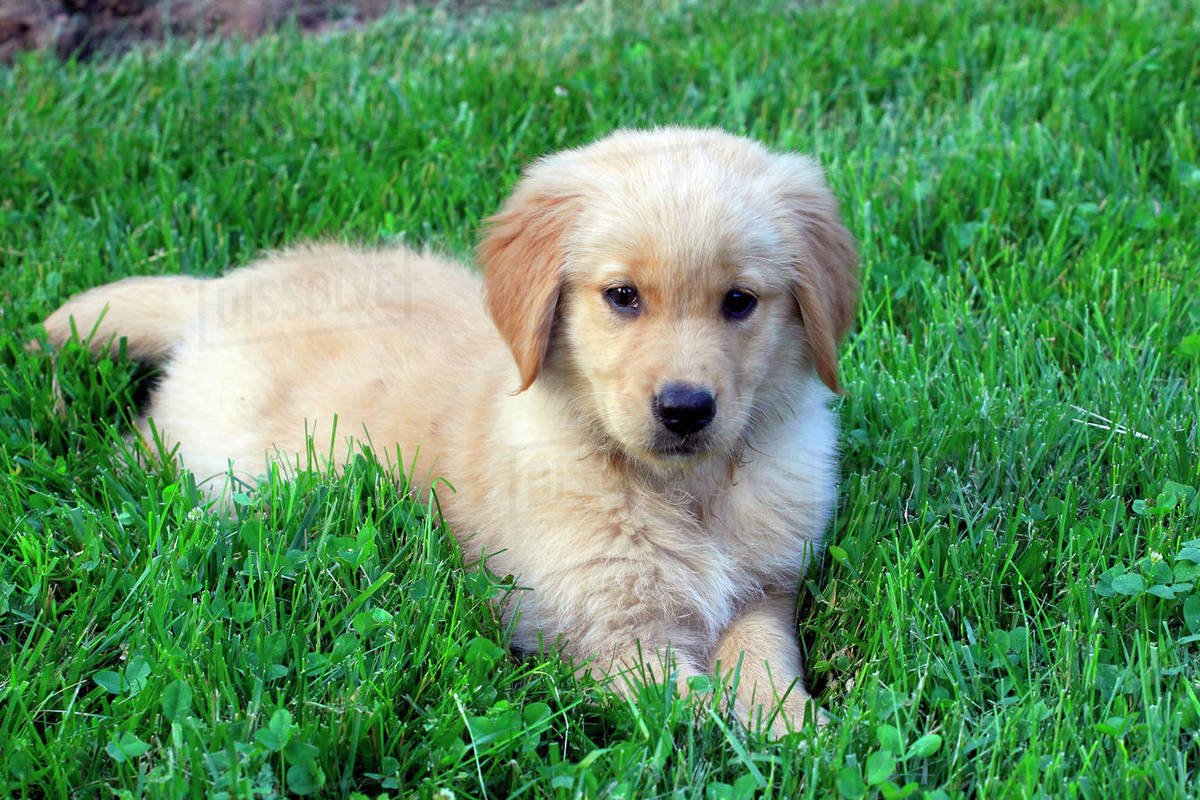 Portrait of cute Golden Retriever puppy lying on grassy ...