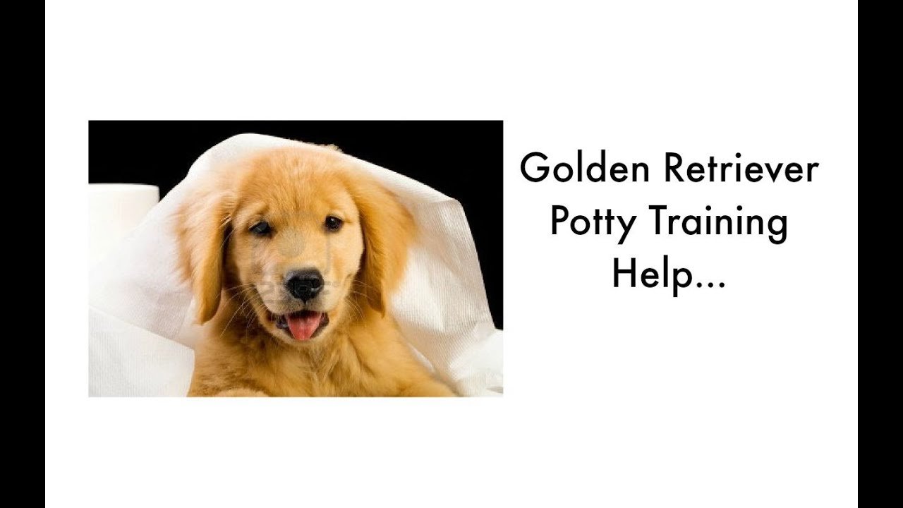 Potty Training Your Golden Retriever Puppy. Golden ...